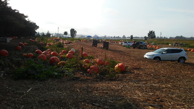 Nipomo Pumpkin Patch Picture 2021 10 04